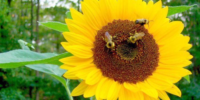 Study Shows Pollinators Prefer East-Facing Flowers