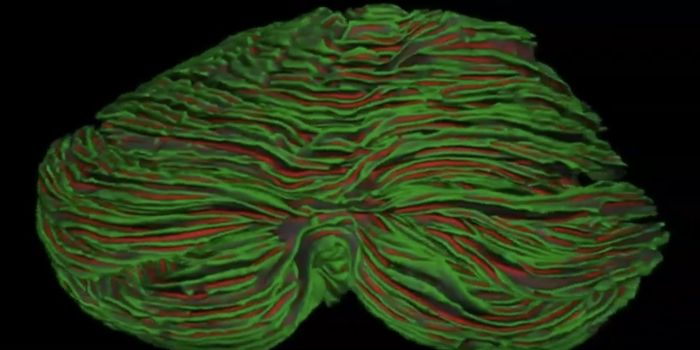The Cerebellum Is Far Bigger Than We Thought