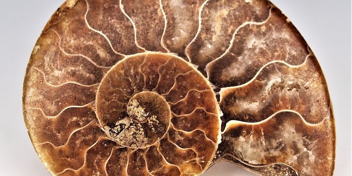 Fractal Shell Geometry Helps Protect Against Predation