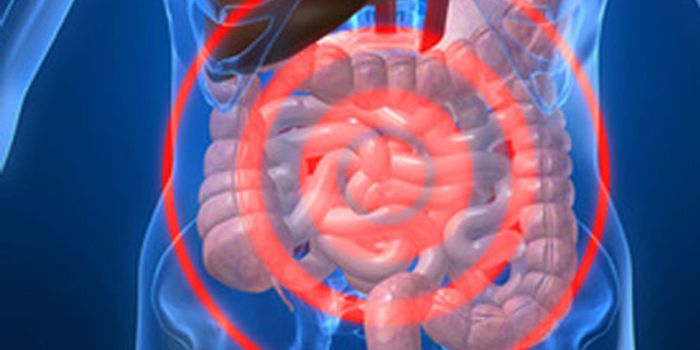 An Imbalanced Gut Microbiome Could Be Making You Fat