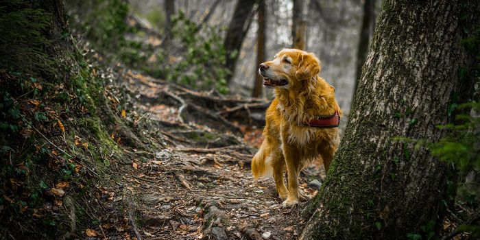 Man's Best Friend - Wildlife's Worst Enemy?