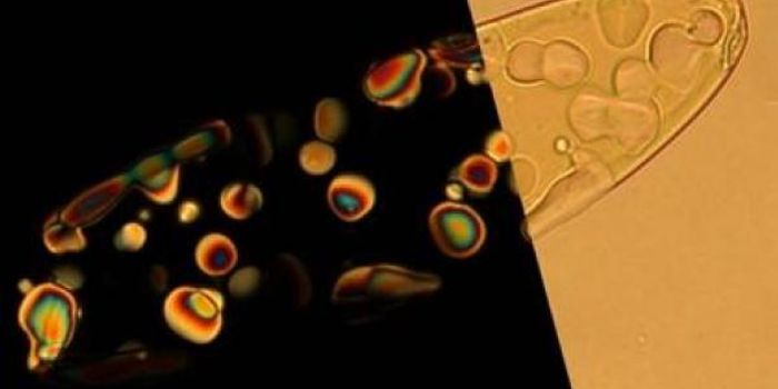 News from the Primordial World