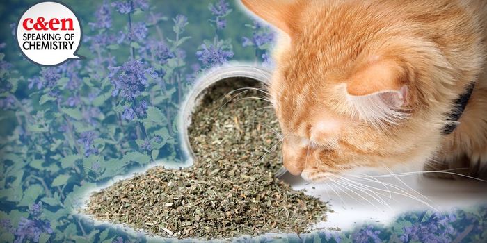 How Does Catnip Work?