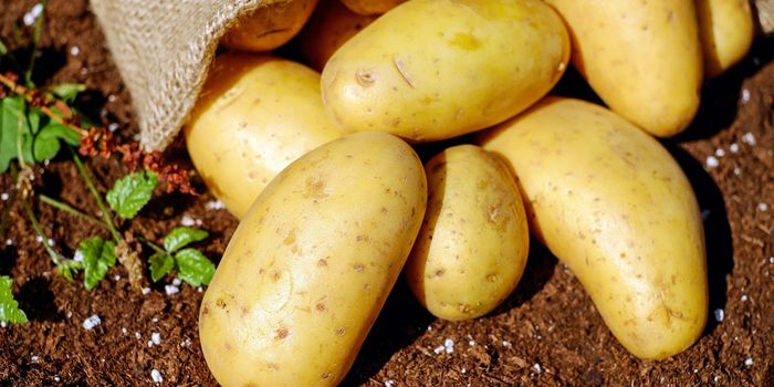 Protect Our Potatoes on Potato Day