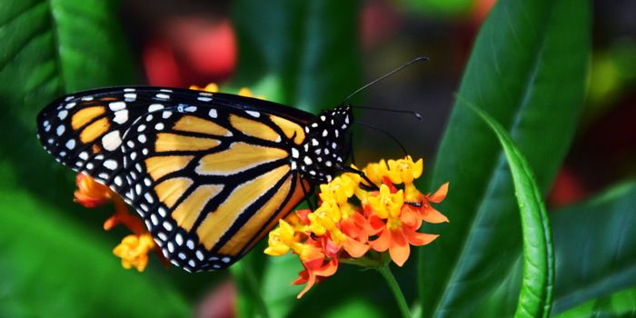 Is Monarch wing size influenced by the environment?