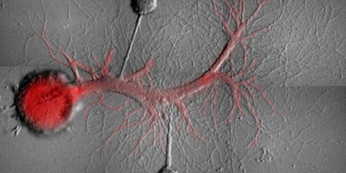 Finding a Way to Selectively Erase Memories