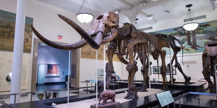 Climate Change Caused a Mastodon Migration