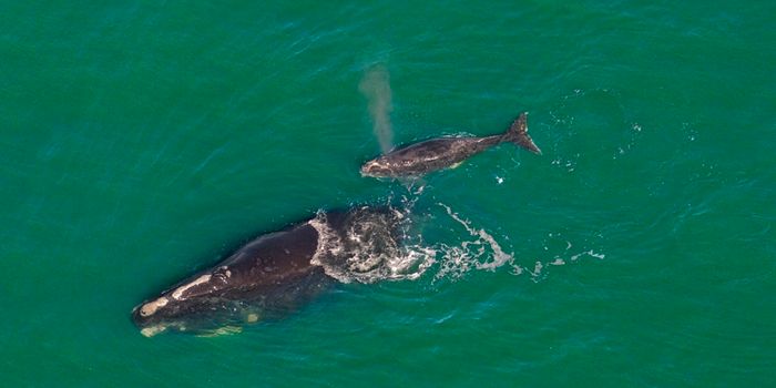 The North Atlantic Right Whale is in Trouble