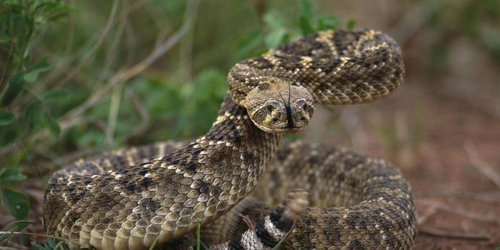 Decapitated Rattlesnake Bites Man From Texas