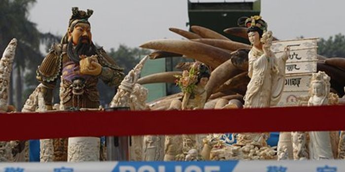 Obama Administration bans sales of ivory in the US