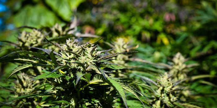 Study Provides Insights Into Cannabis Productivity