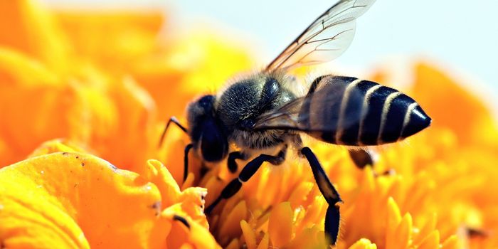 Could Bees be Used for Lung Cancer Screening?