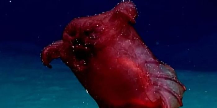 Rare Footage of the 'Headless Chicken Monster'