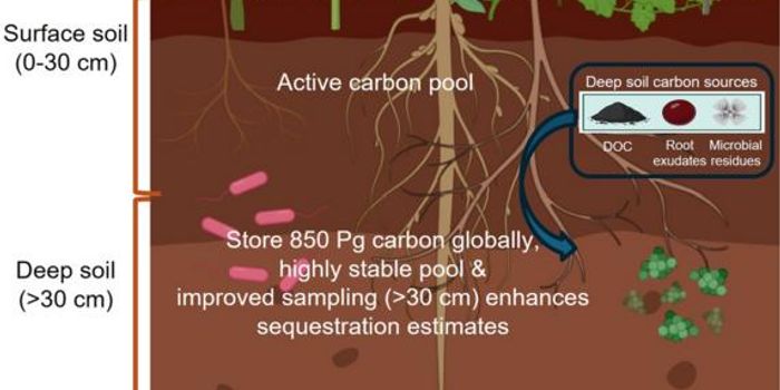 Deep soil holds over 50% of Earth's underground carbon