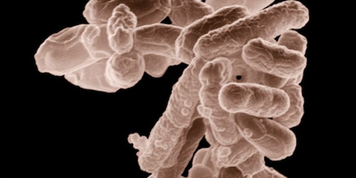 Common Drugs Impact Gut Bacteria