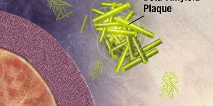 Infections and Alzheimer's: Is There a Link?