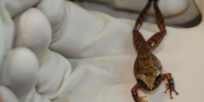 Bacteria on Frog Skin Can Help Fight Fungal Infections