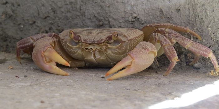 Watch An Ant Colony Attack This Crab Like a Bunch of Savages
