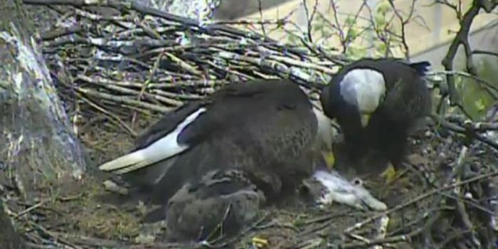 Cameras Capture Bald Eagles Snacking on a Cat