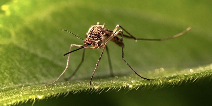 As Dengue Virus Cases Spike, WHO Launches a Dashboard