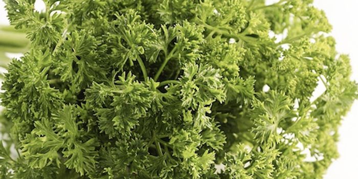 Fresh Herbs Found to Carry Bacteria
