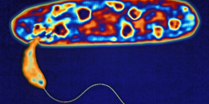 Better Know a Microbe: Bdellovibrio