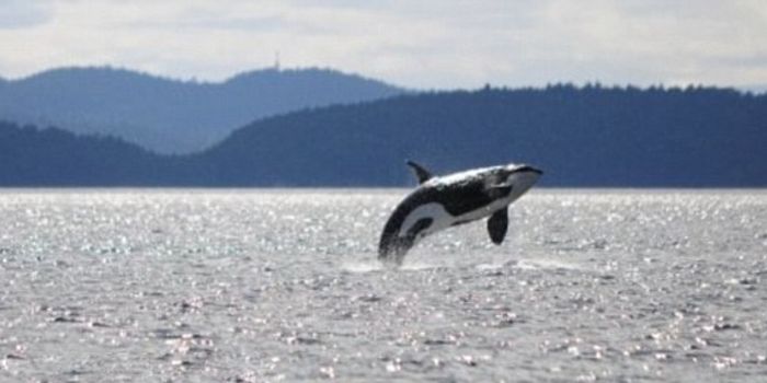 World's Oldest Orca Makes Appearance Off Washington Coast