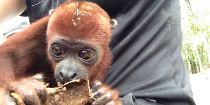 The Complexity of Conservation in the Colombian Amazon