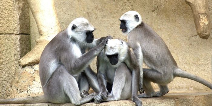 These Monkeys Thought a Troop Member Died, and Their Reactions Are Heartbreaking