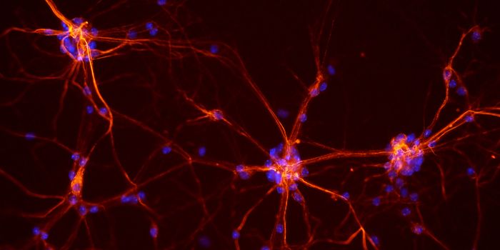 New Neurons Found to Develop in Older Adult Brains