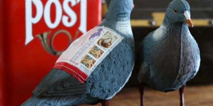Pigeon word game boosts understanding of associative learning