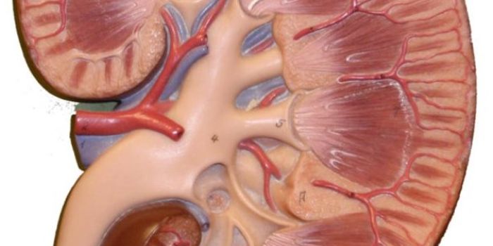 It's World Kidney Day!