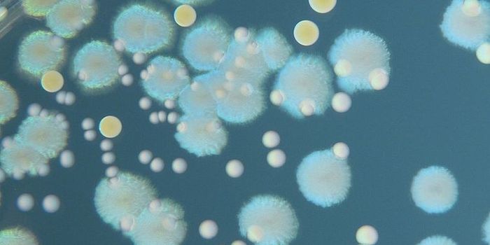 New Generation of Antibiotics Kills Bacteria with Impeccable Precision