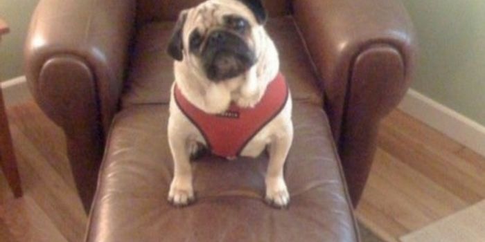 Pets Are Vital In Dealing With Mental Illness