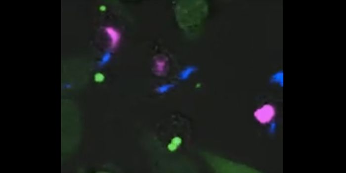 The Tuberculosis Pathogen Is Captured Infecting a Cell
