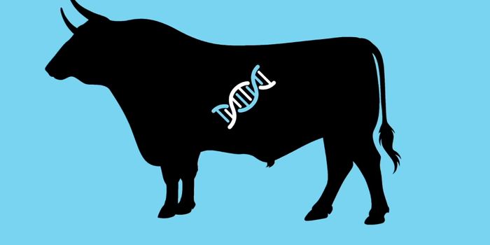 This Bull Changed the Dairy Industry Forever, But...
