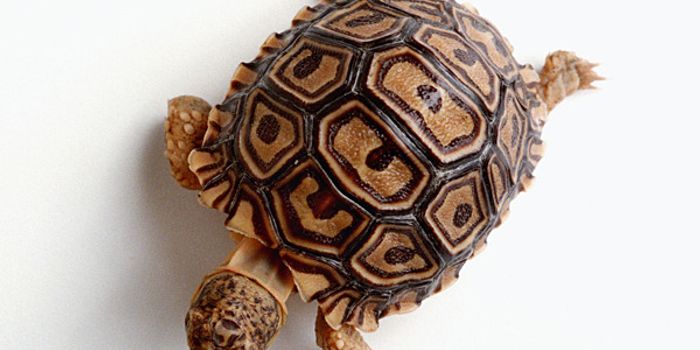 What's the Real Reason Turtles Have Shells?