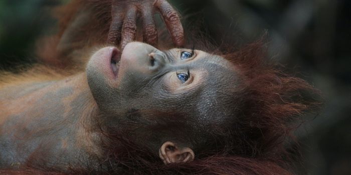 Young Orangutans Must Learn a Lot Before Adulthood