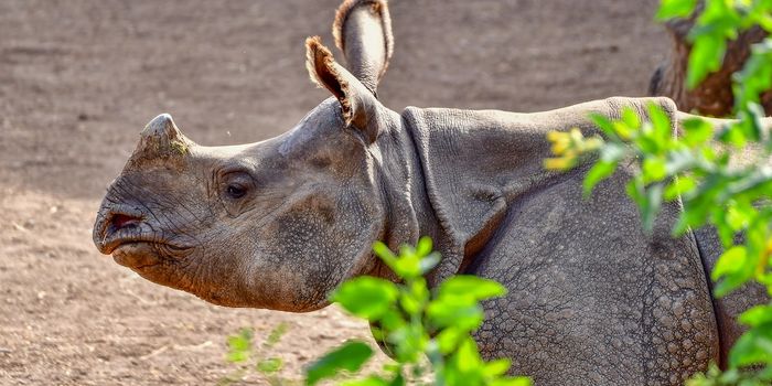Creating living cells from dead Sumatran rhinoceros' tissue