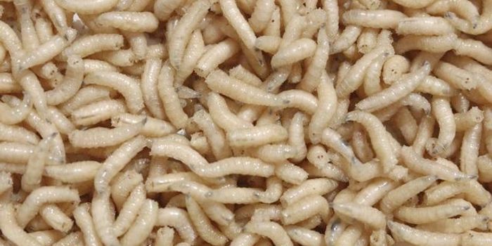 Genetically Modified Maggots to Help Heal Wounds Faster