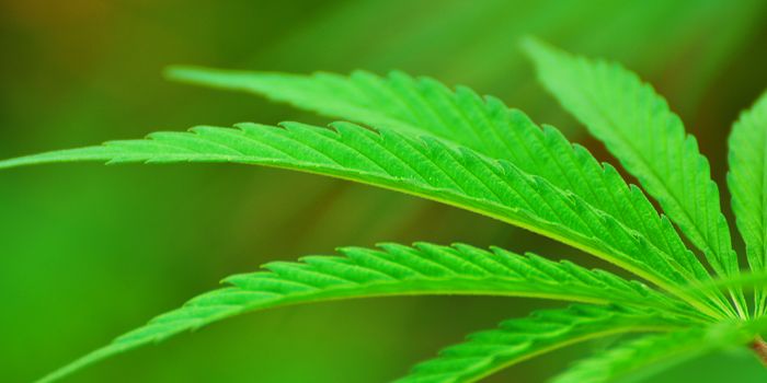 Imagine a World with Fully Legalized Cannabis