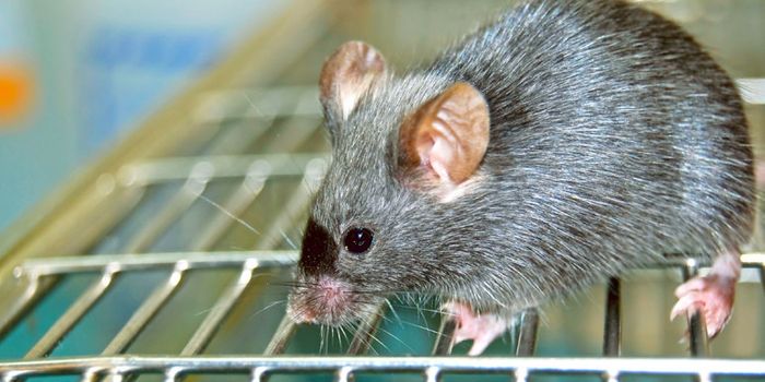 Therapy seeks and destroys prostate cancer in mice