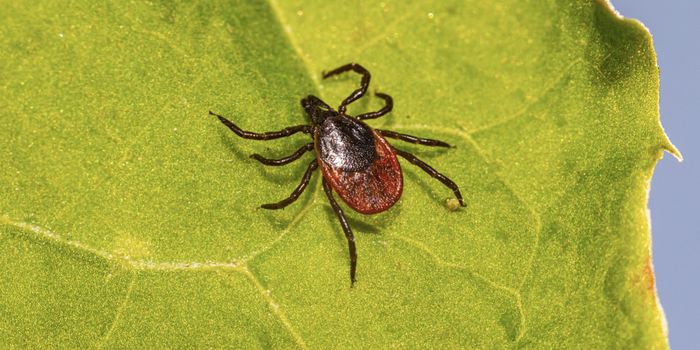 Lyme Disease Linked to Significantly Increased Suicide Risk