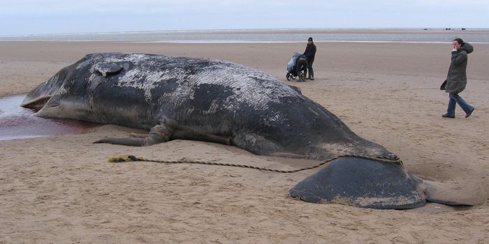 This is Why You Shouldn't Mess With Beached Whales