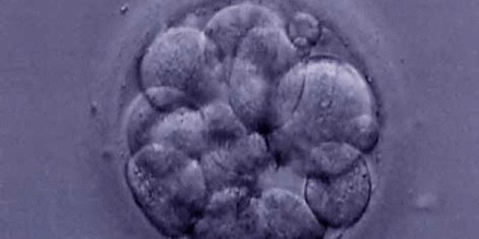 Nuclear Transfer Creates Embryonic Stem Cells