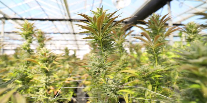 Trafficking in the Cannabis Industry