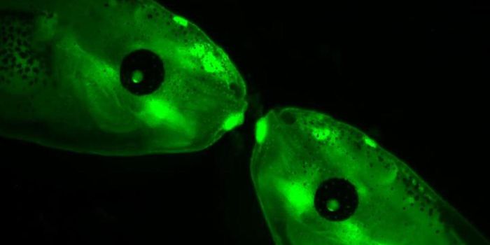 A New Neurodevelopmental Disorder is ID'ed