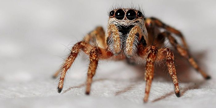 How Do Spiders Behave in Zero Gravity?