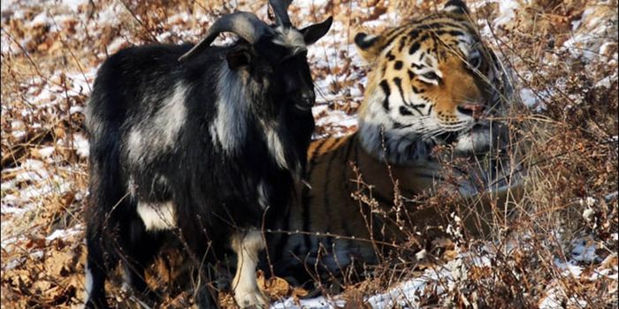 Tiger-Befriending Russian Goat Passes Away