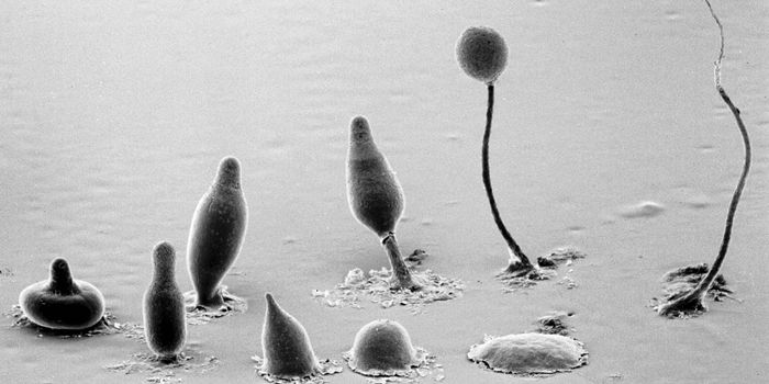 Better Know a Microbe: Dictyostelium